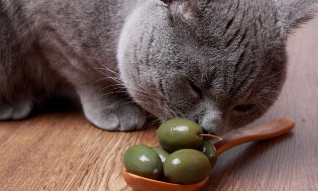 Aceitunas gatos