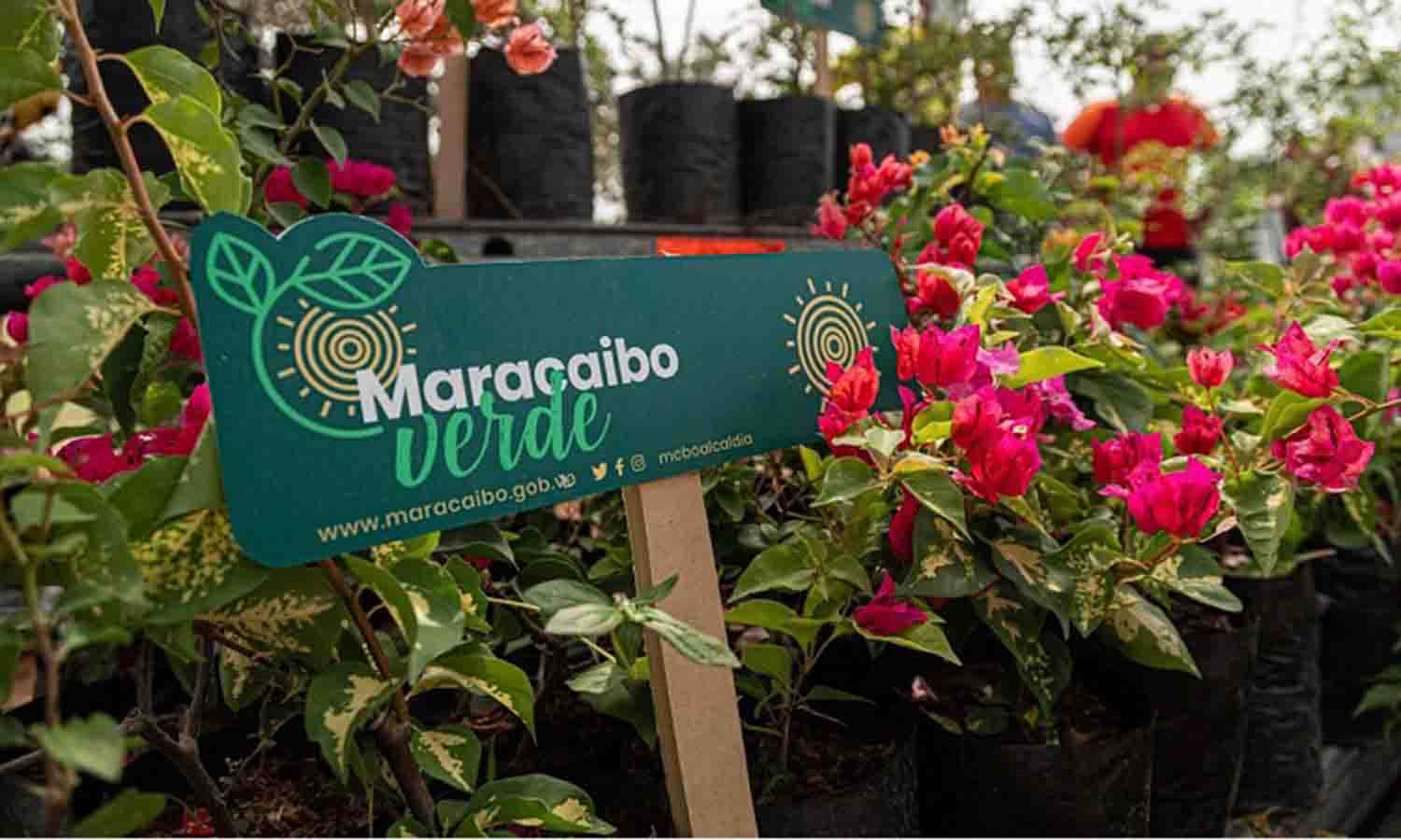 Maracaibo Verde