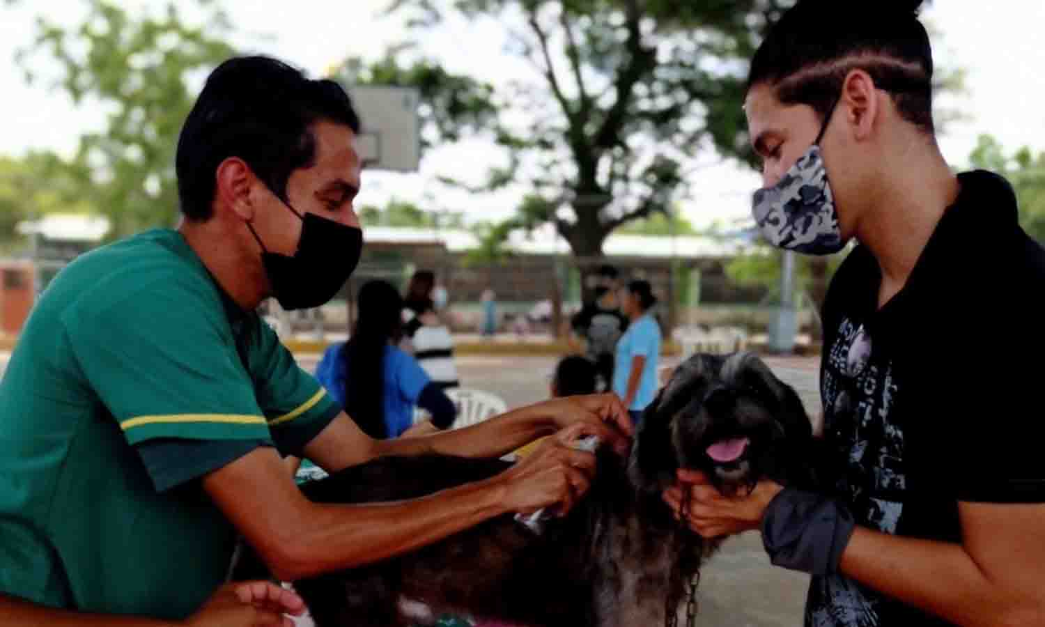 vacunación contra la rabia