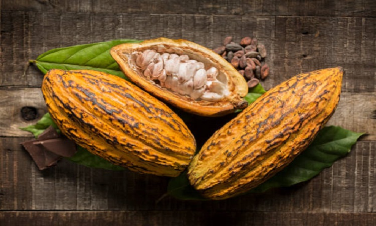 Propuesta desarrollo cacao Zulia
