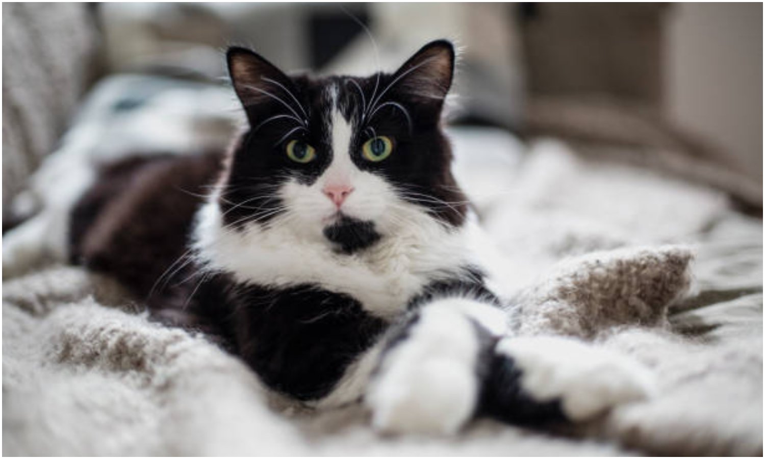 dia internacional gato