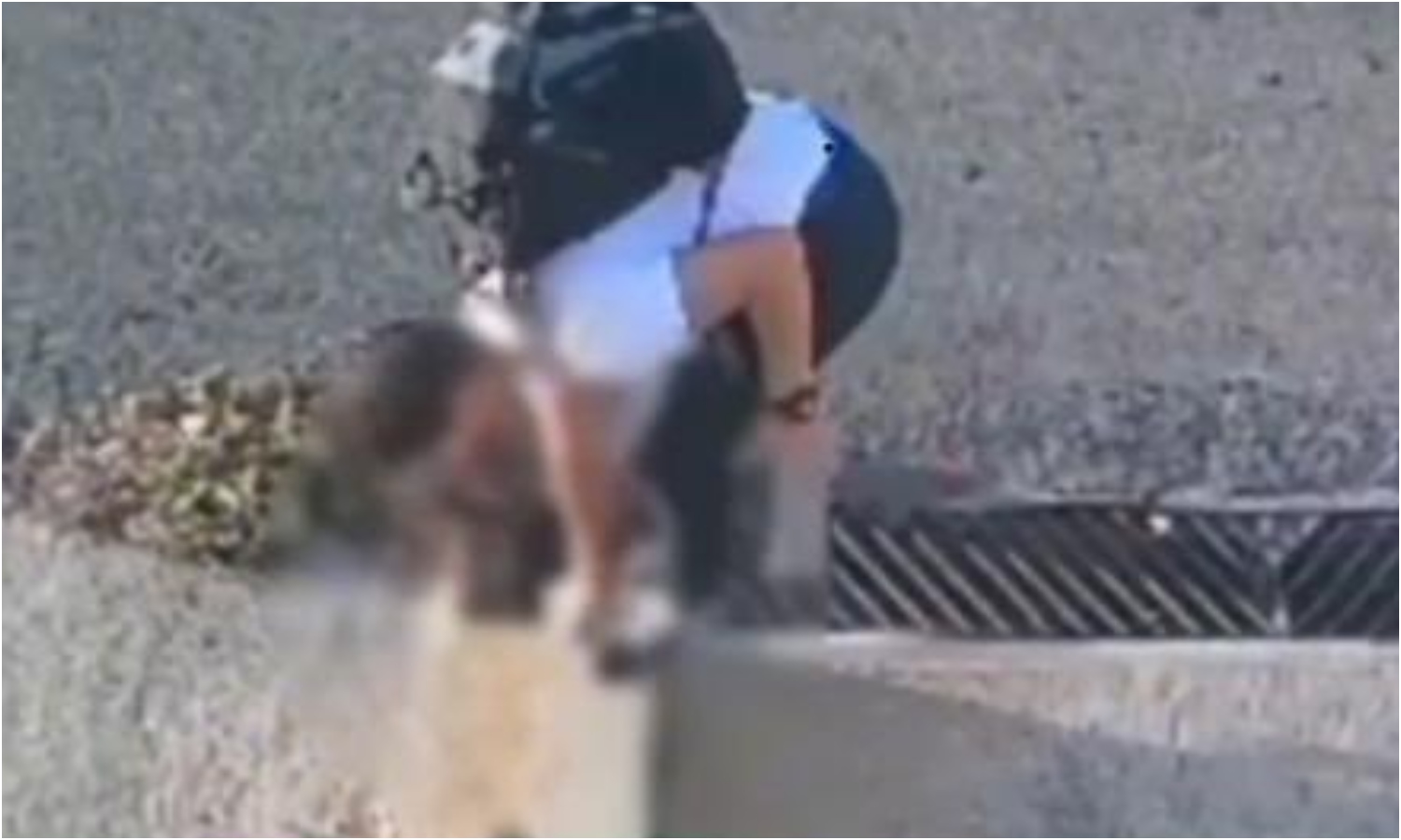 Fiscalía investigará a joven que mata a gatos comunitarios de la urbanización Las Colinas en Catia La Mar