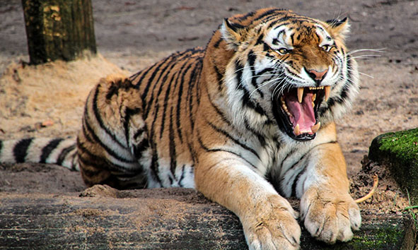 Tigre en Monagas
