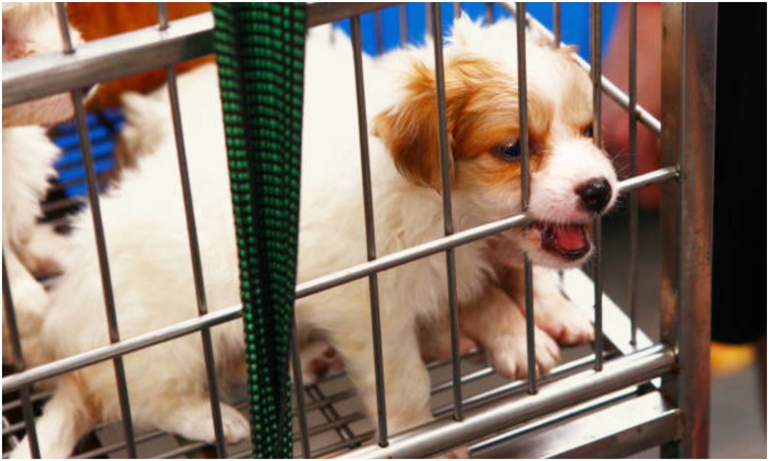 Hombre entrega su perro a comerciantes que venden carne de animales en China (+Video)