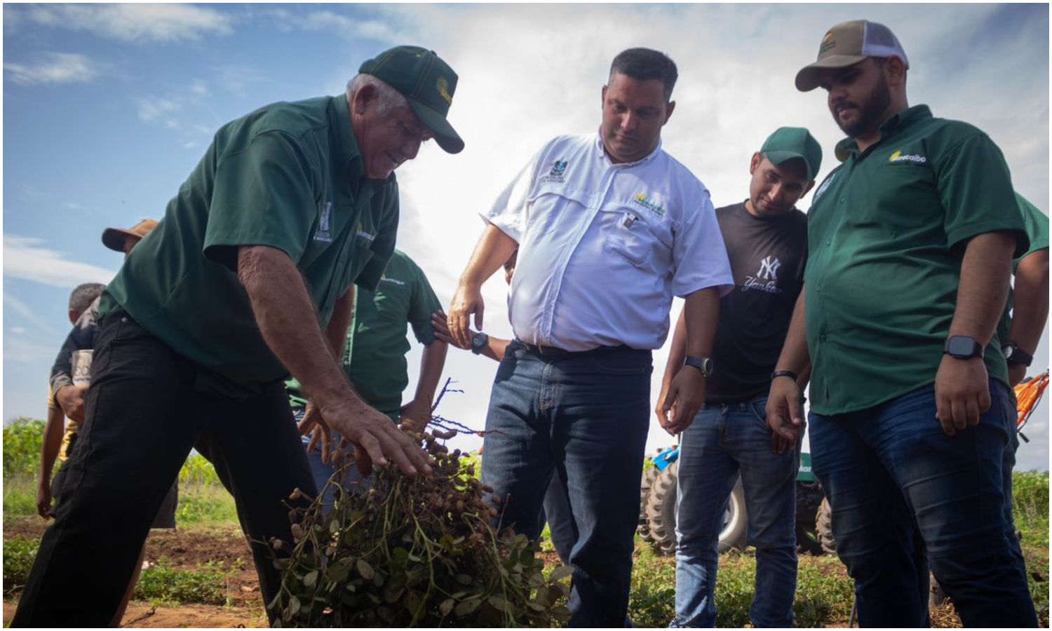 El Sueño del Maní cosechó 10 mil 400 kilos de esta legumbre en el oeste de Maracaibo