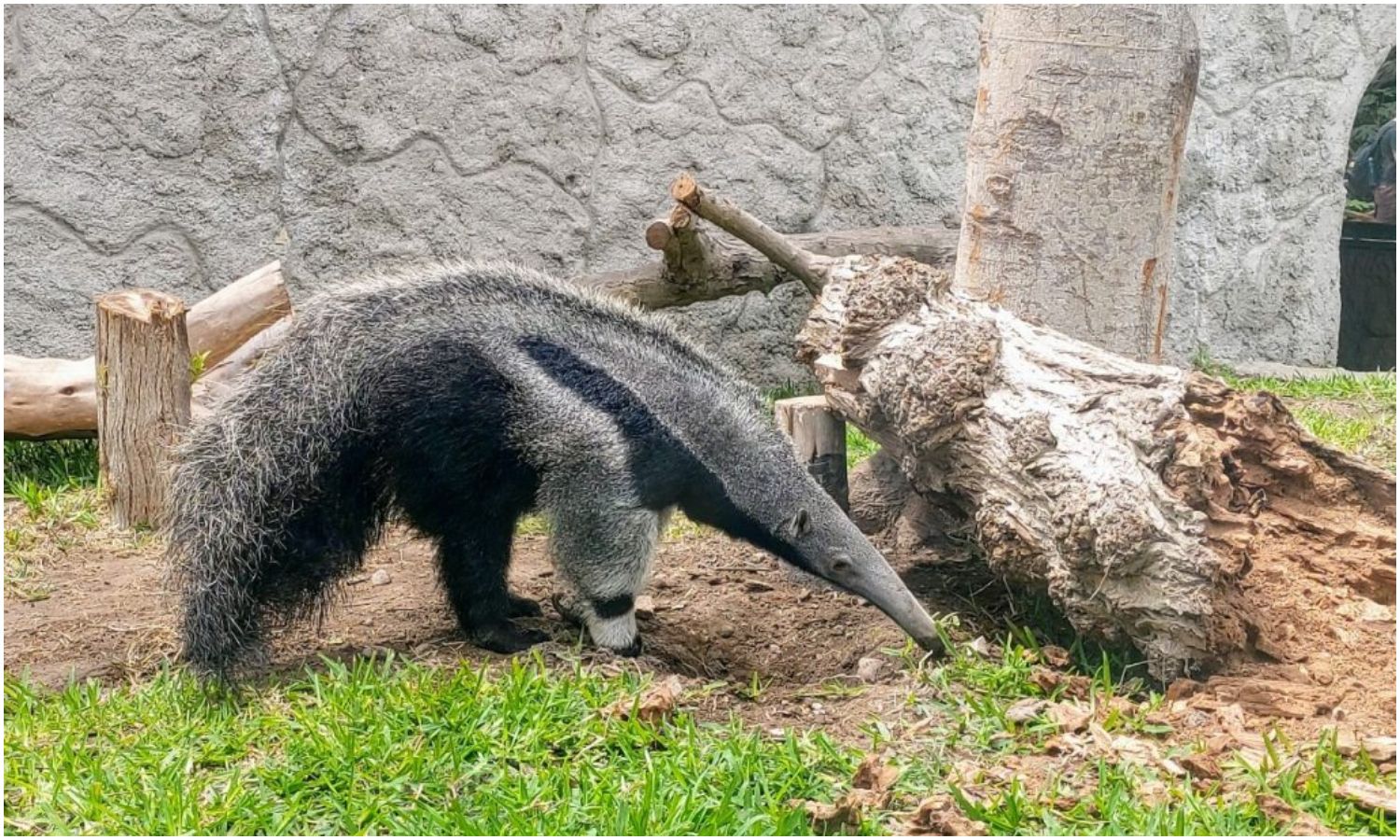 Rescatan a un oso hormiguero que casi moría ahogado en la laguna de Ologa del Zulia