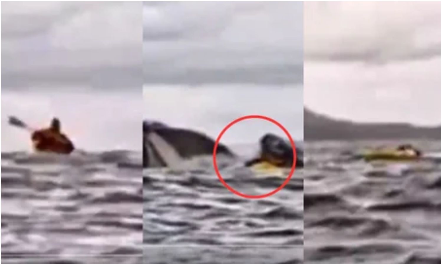 Ballena se traga y expulsa a un venezolano que navegaba en Chile: su padre lo grabó todo 