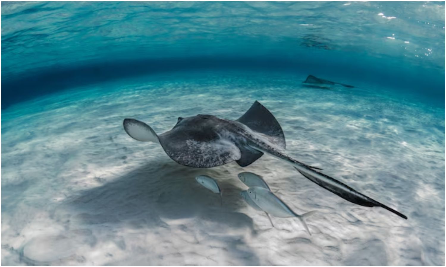 Advierten presencia de mantarrayas en playas del municipio Mara: varios bañistas resultaron picados