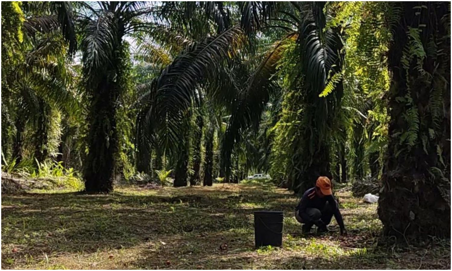 Productores de palma aceitera en Venezuela exigen pagos justos y advierten posible paralización del sector