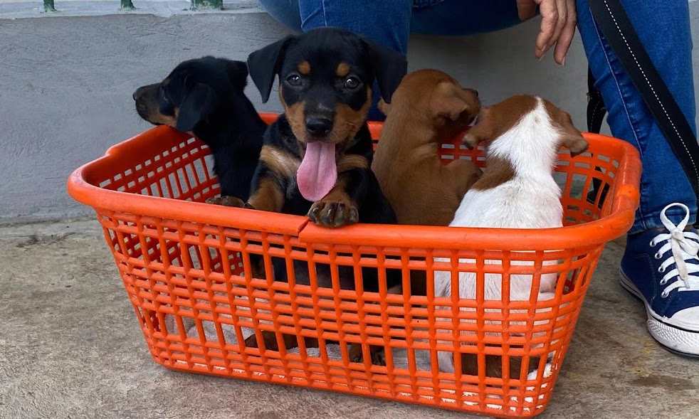 Maracaibo tendrá una jornada de esterilización animal este 4 de octubre por el Día Mundial de las Mascotas