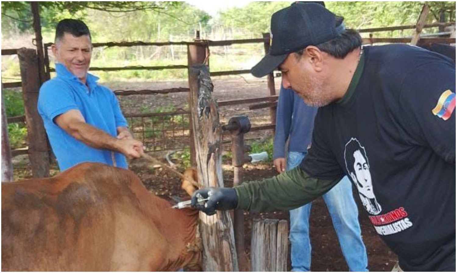 Más de 2.600 animales fueron vacunados contra la fiebre aftosa en Maracaibo 