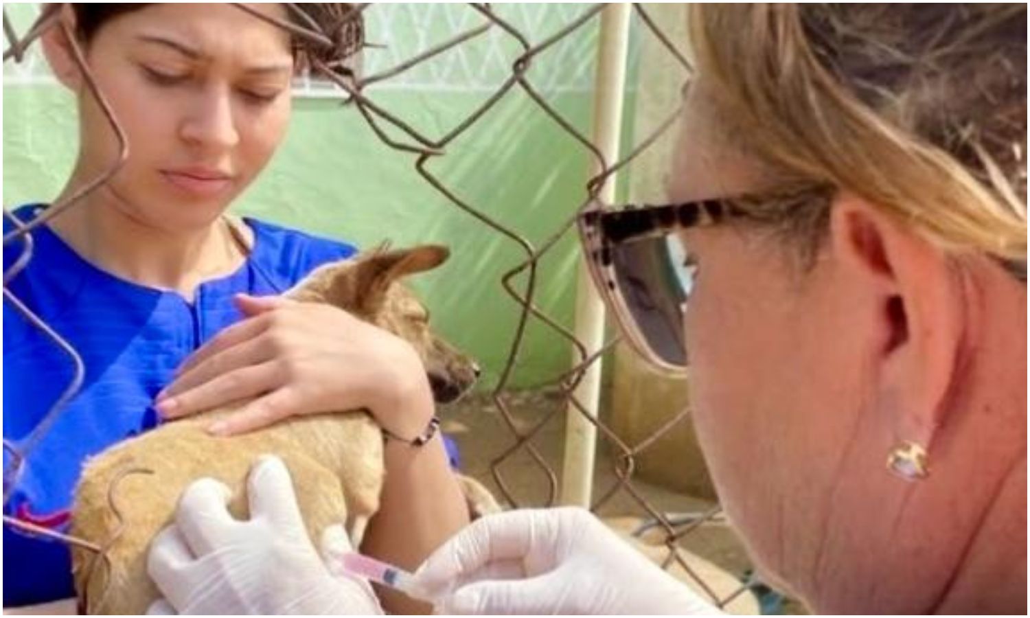 Activan plan de vacunación canina “Huellas Seguras” en Maracaibo y San Francisco