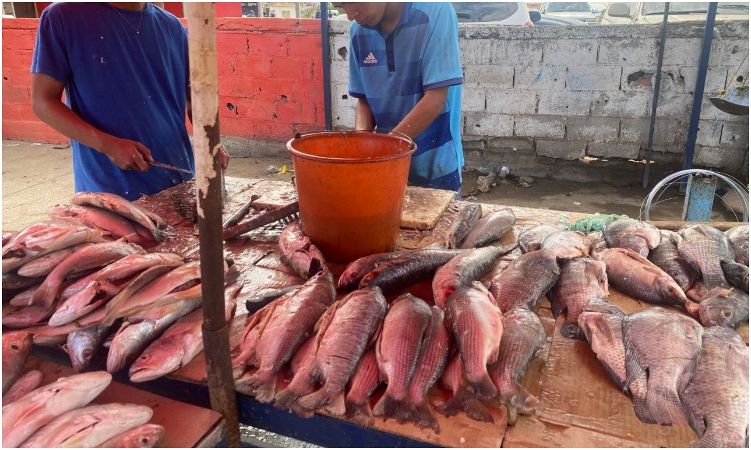 Desde $4,50 consigues el pescado en Las Pulgas de Maracaibo para Semana Santa: el dólar lo reciben a 650 bolívares