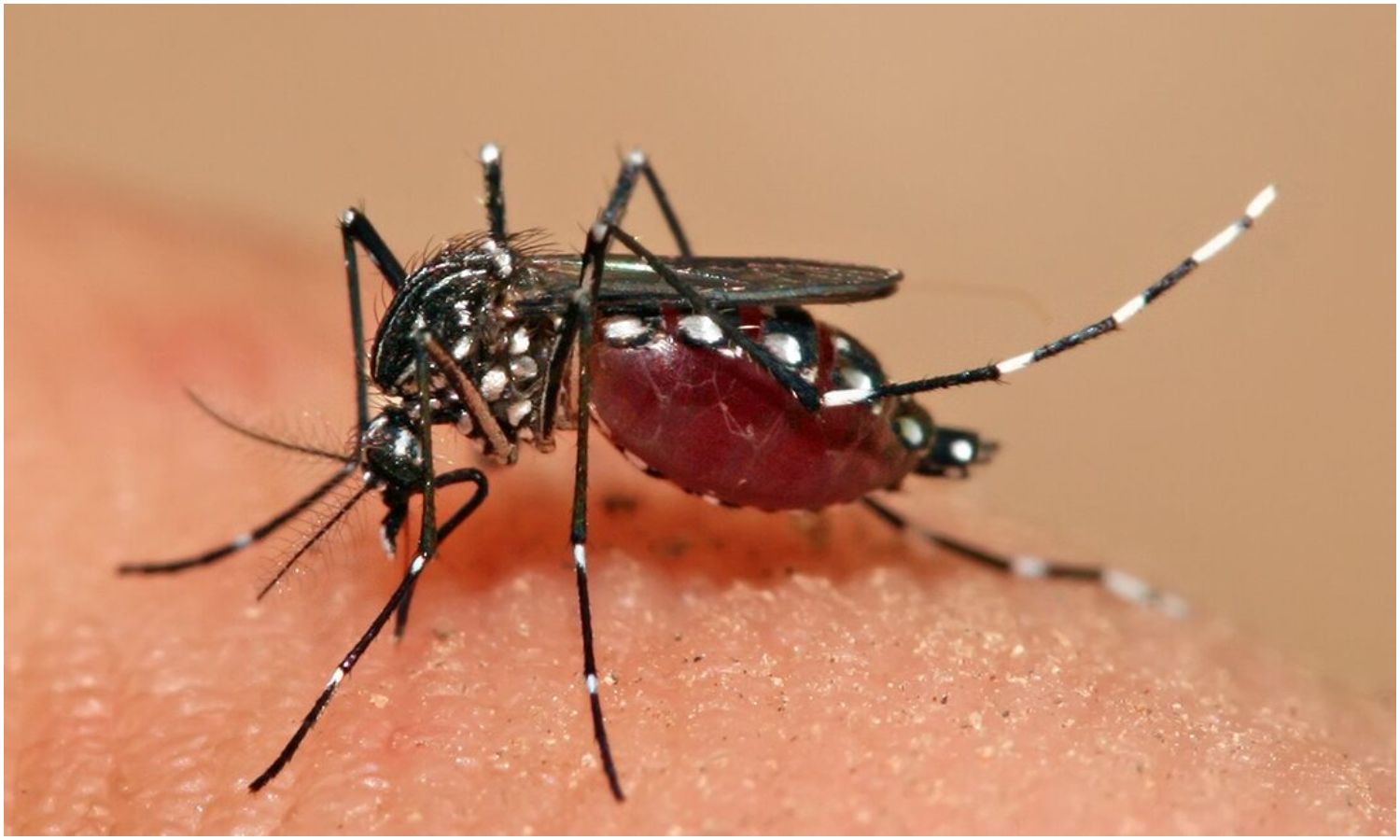 OMS advierte que crisis energética en Cuba incrementa el riesgo de dengue, chikungunya y malaria