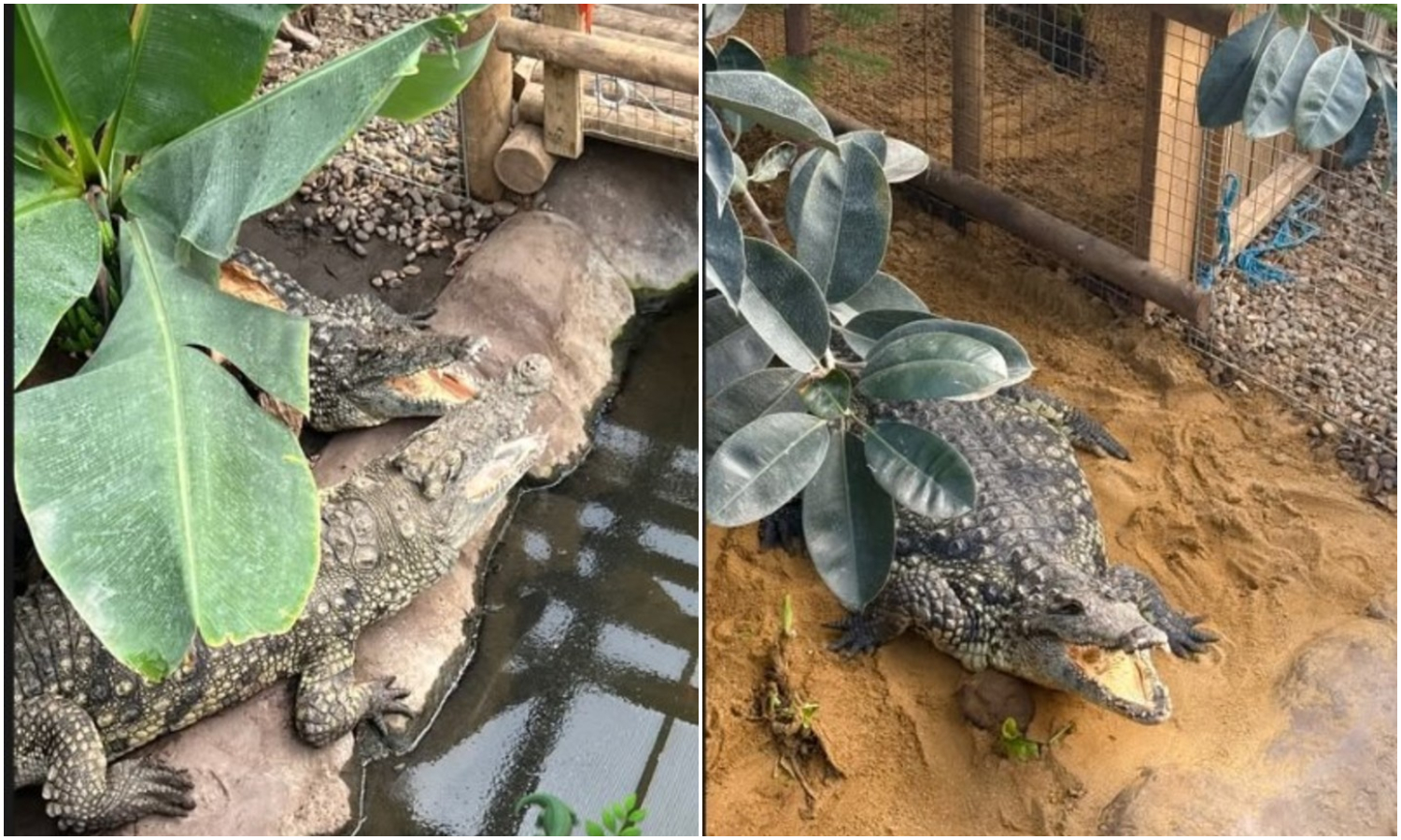 Paseo familiar termina en tragedia: desconocido arroja a un niño de tres años al recinto de cocodrilos en un zoológico