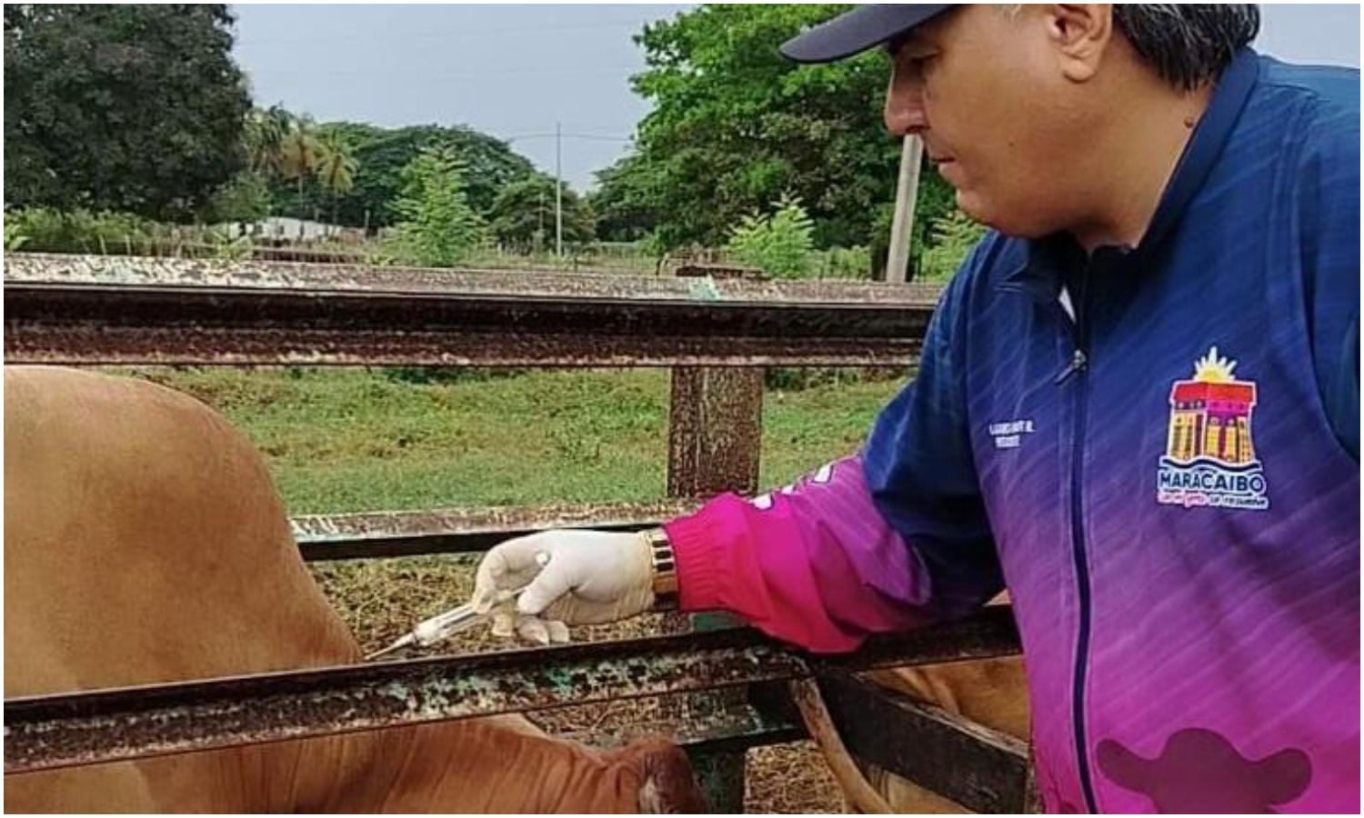 Alcaldía de Maracaibo despliega plan de vacunación para inmunizar a 4.700 bovinos contra la fiebre aftosa
