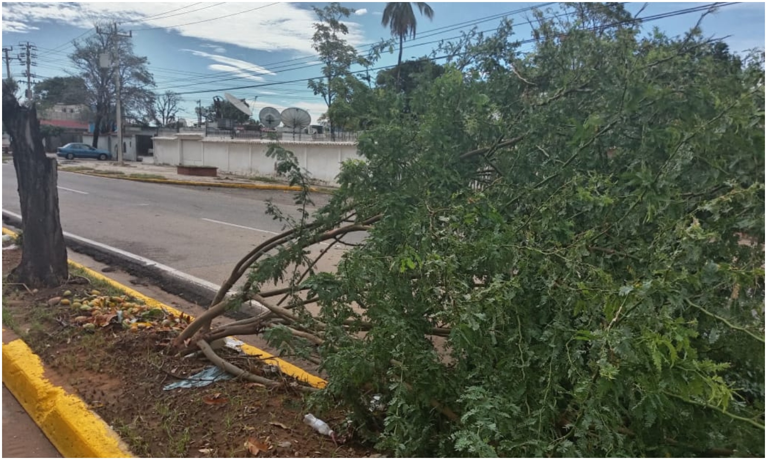 IMA retiró más de 40 árboles caídos tras el paso de la onda tropical 30 en Maracaibo