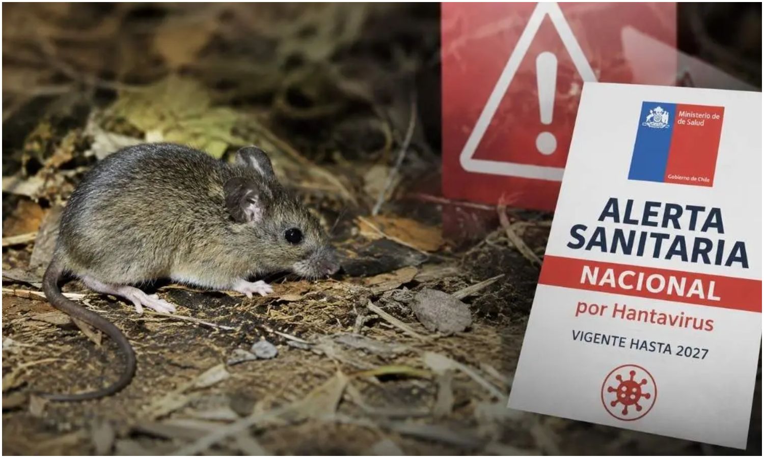 Chile declara alerta sanitaria en 13 regiones ante riesgo de hantavirus