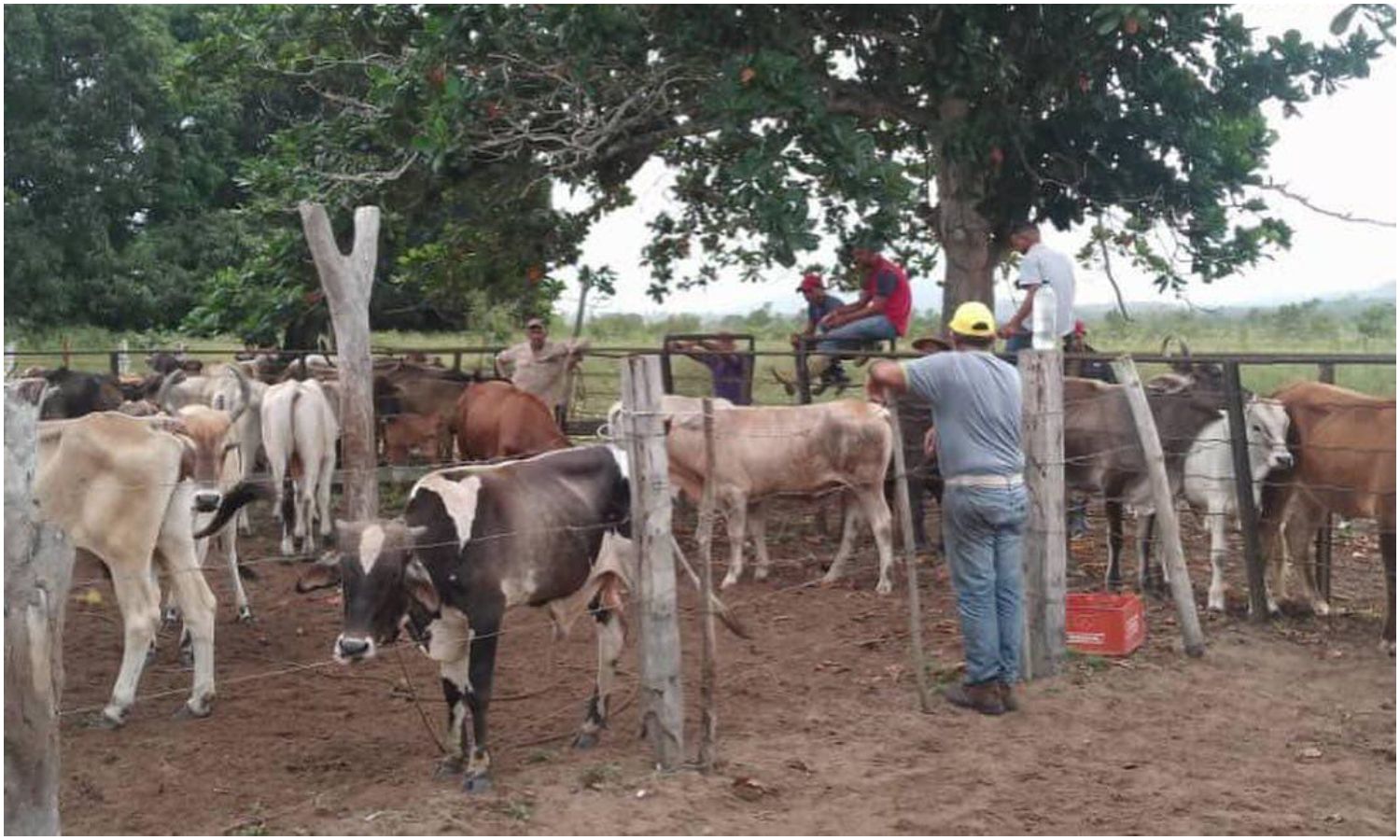 Maracaibo instala Estado Mayor para caracterizar el rebaño bovino y fortalecer al sector productivo