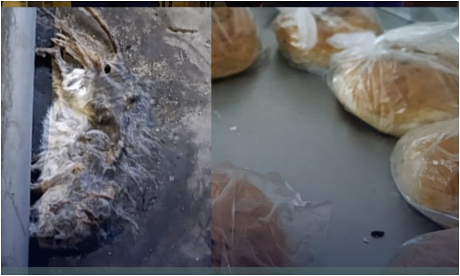 Polimaracaibo cierra por 72 horas local “Tres Puntos” tras hallar roedores donde preparaban alimentos