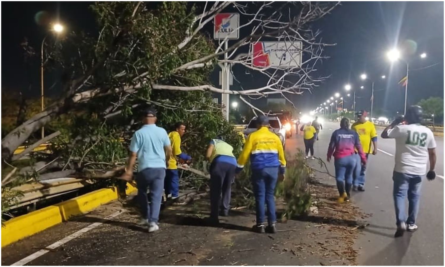 IMA atendió más de 20 incidencias por caída de árboles en nueve parroquias de Maracaibo