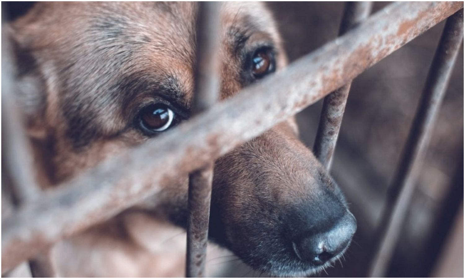 Alcaldía de Maracaibo sancionará el maltrato animal con multas de hasta 2.500 unidades tributarias
