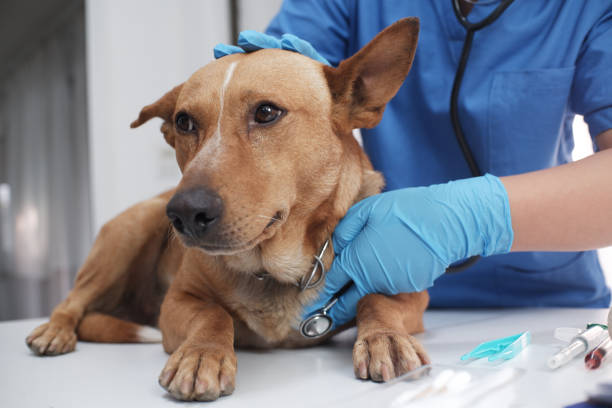vacunación gratis mascota