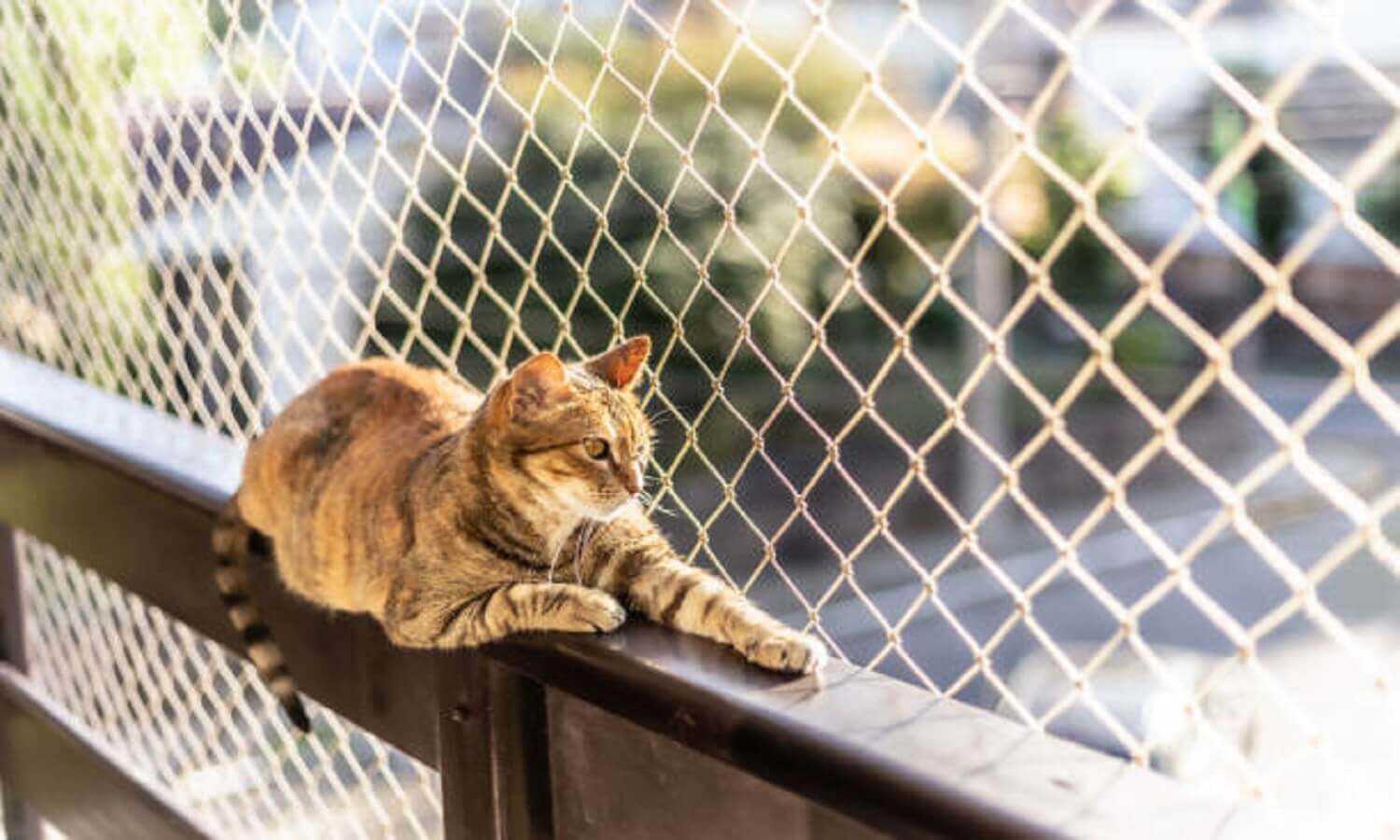 gatos muertos