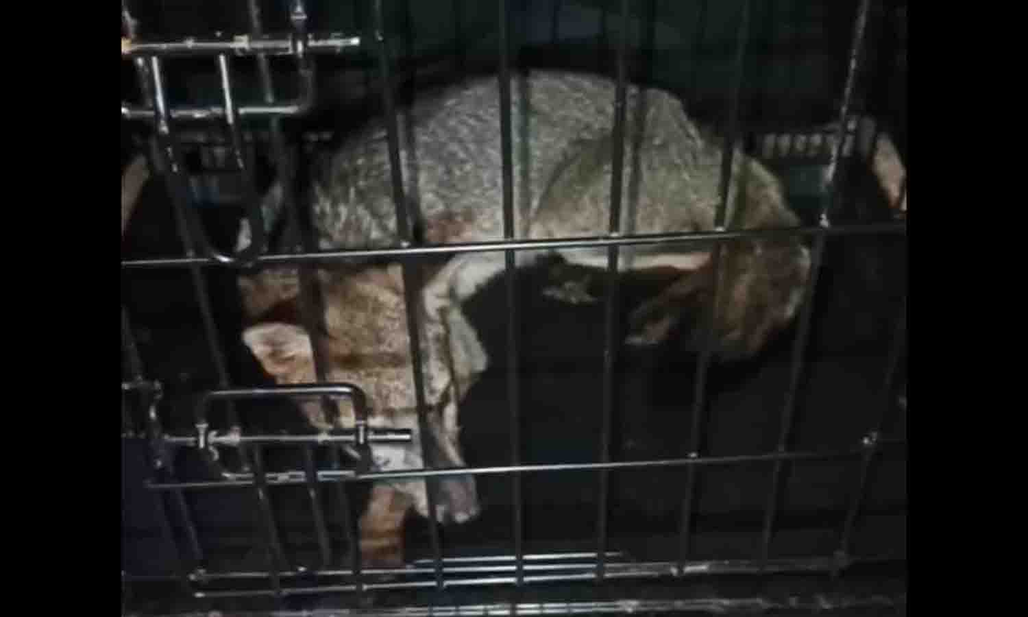 rescate zorro maracaibo