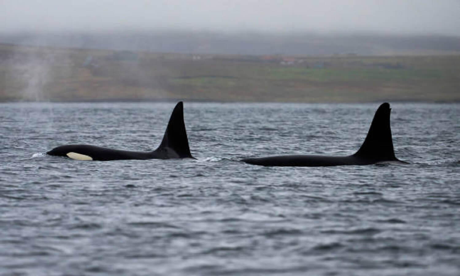 ballenas orcas