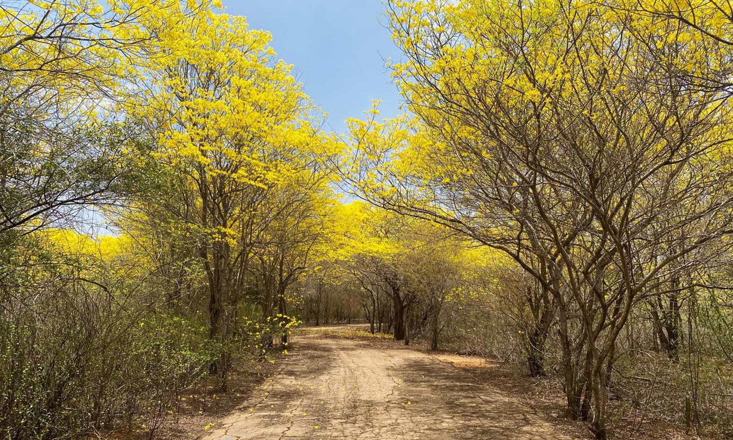 ¡Es oficial! Floración de los curarires será el viernes 21 de marzo en el Jardín Botánico de Maracaibo