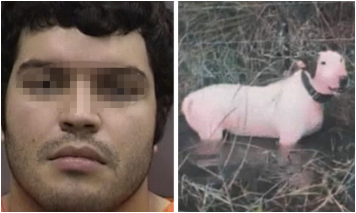 Arrestan a hombre por amarrar y abandonar a su perro poco antes del paso del huracán Milton en Florida
