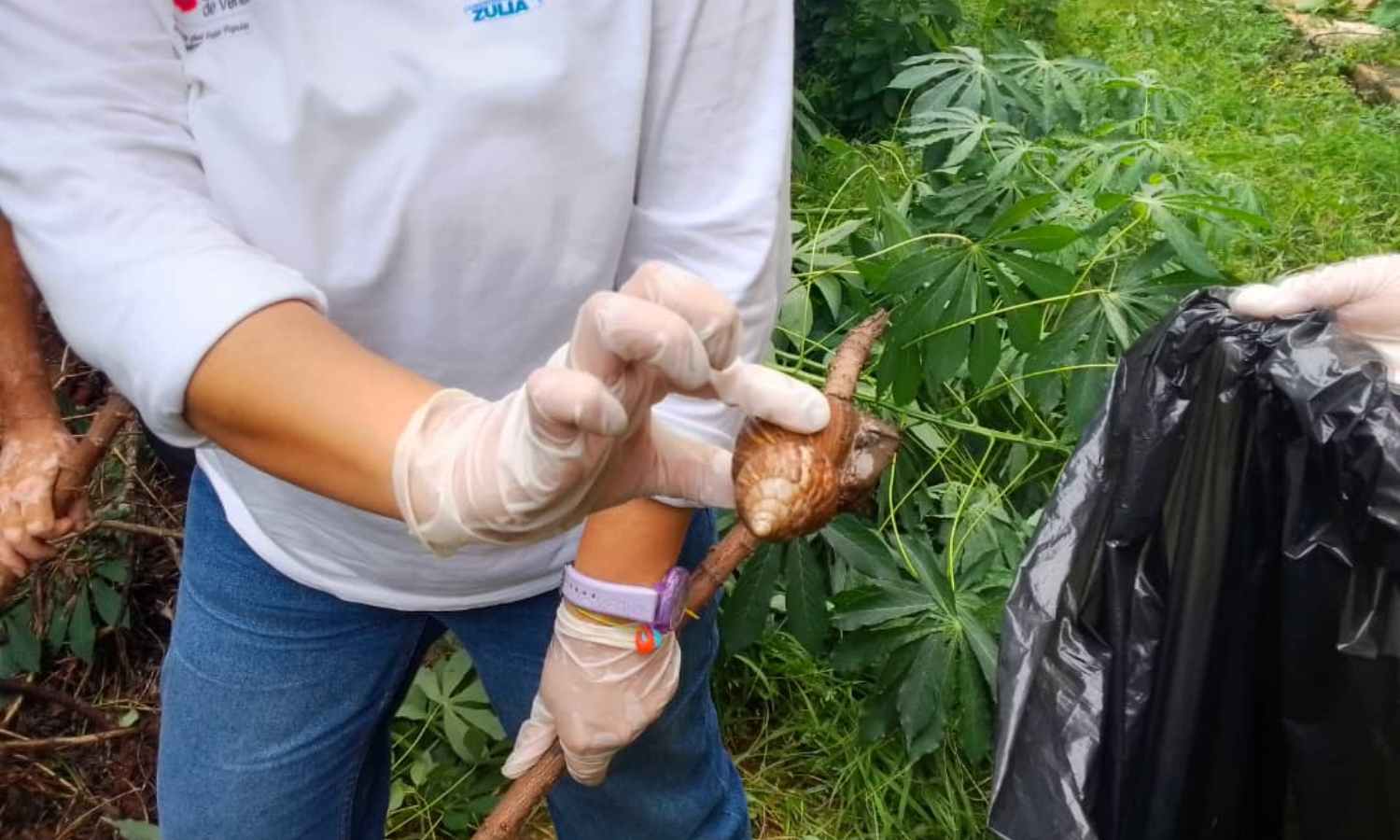 Dirección Regional de Salud Ambiental realizó una nueva recolección de caracoles africanos en Maracaibo