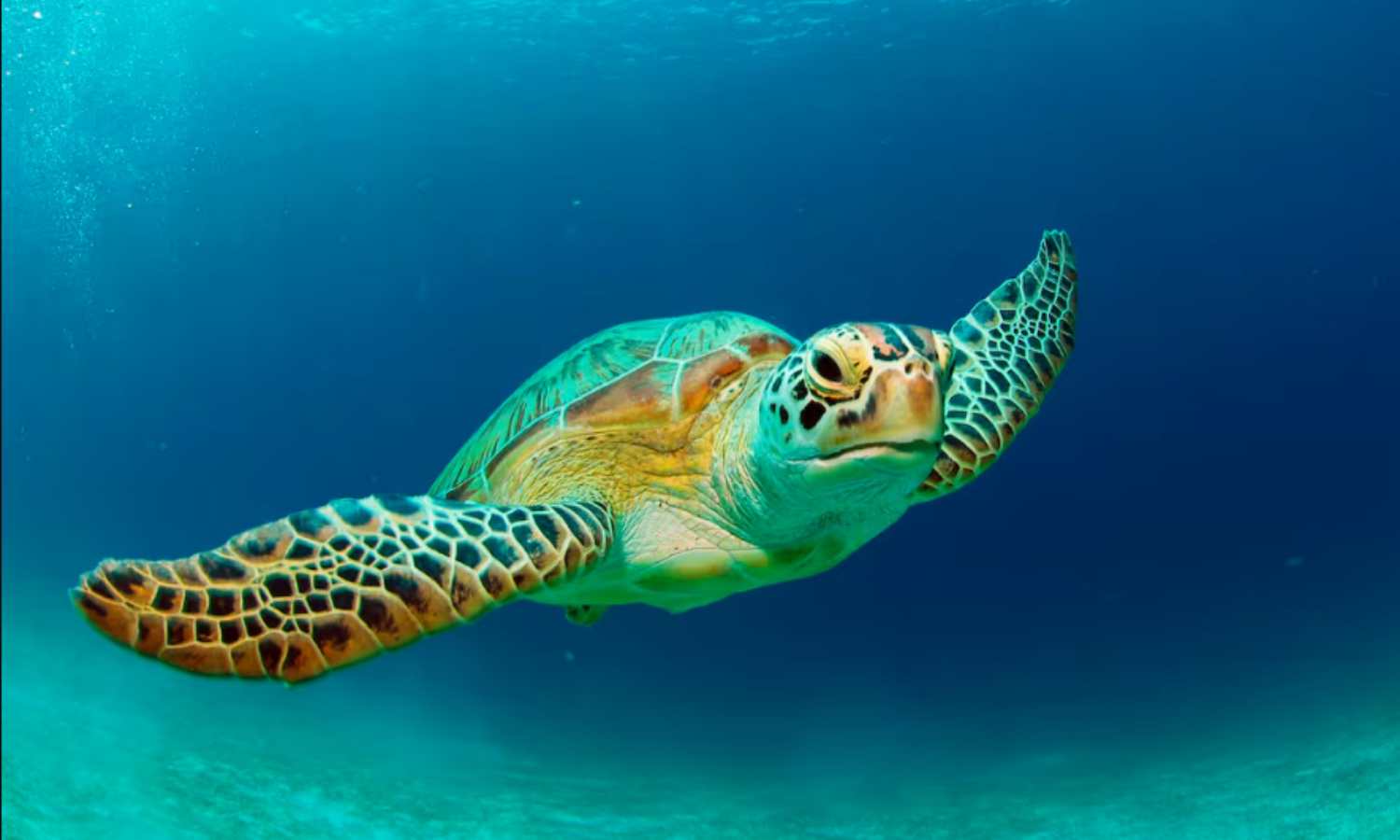 Tres muertos y 32 hospitalizados por comer carne de tortuga en Filipinas