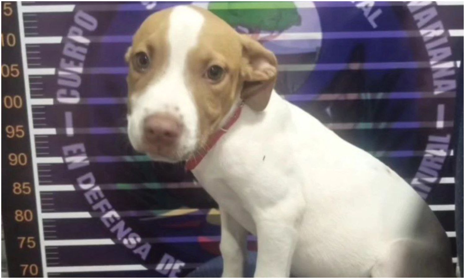 Detienen a un hombre por agredir a su perro con un tubo en Aragua