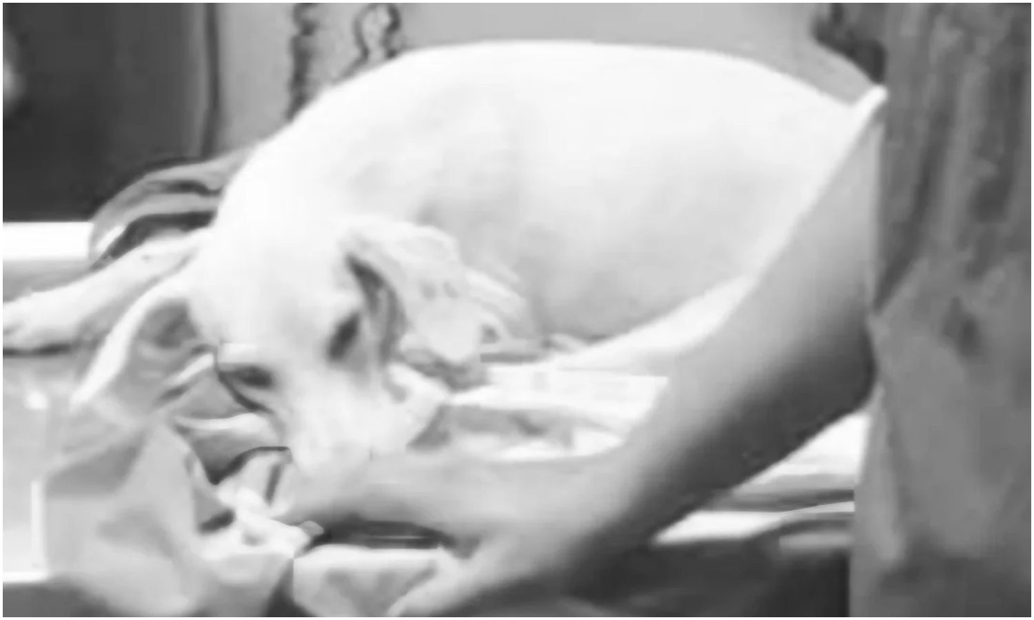 Fallece “Niña”, la perrita comunitaria que recibió un machetazo en el mercado Mercamara