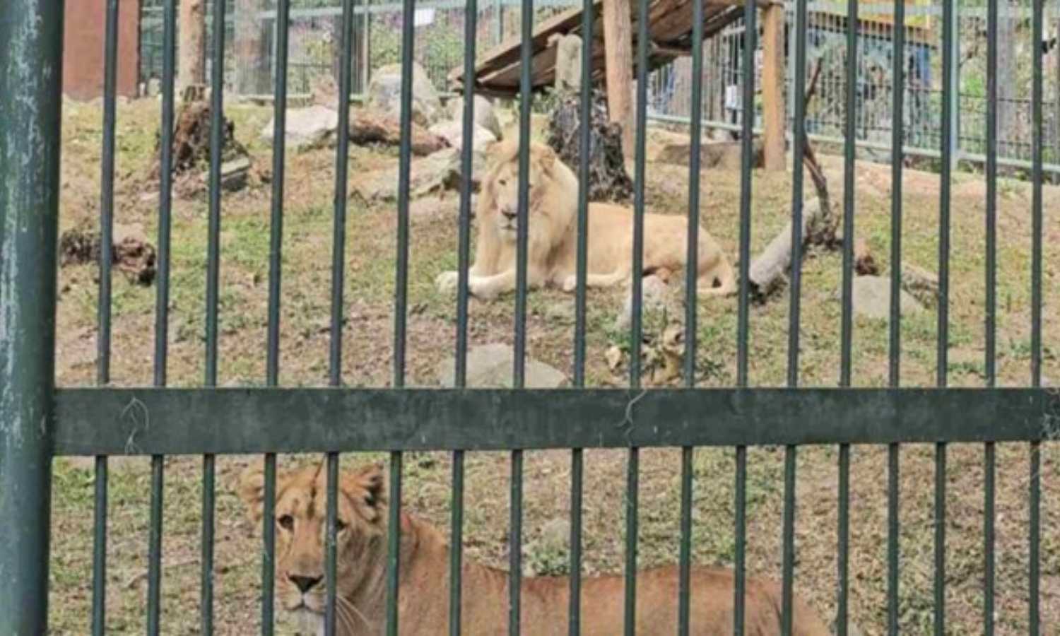 Fallece hombre atacado por leones del zoológico ‘Chorros de Milla’ de Mérida