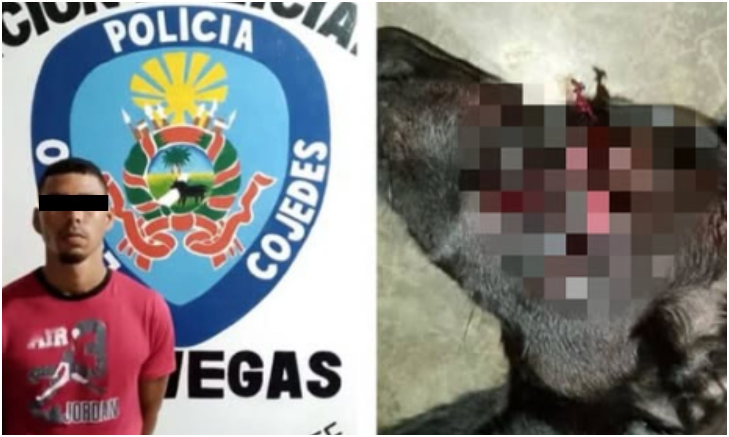 Sujeto agredió con un cuchillo a un perro porque estaba ladrando en Cojedes