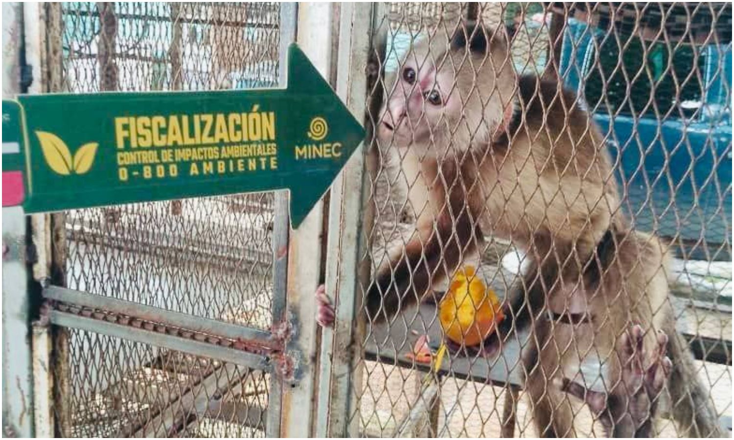Autoridades venezolanas incautan más de mil ejemplares de fauna silvestre en operativos contra el tráfico ilegal