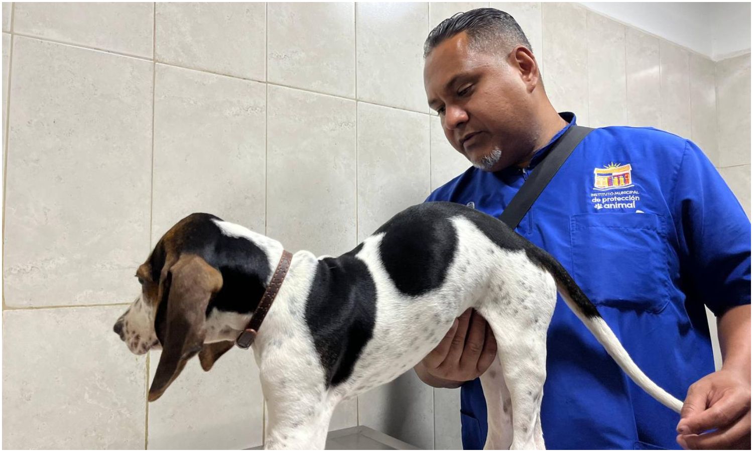 IMPA supera las 4.200 mascotas atendidas y amplía su cobertura de protección animal en Maracaibo