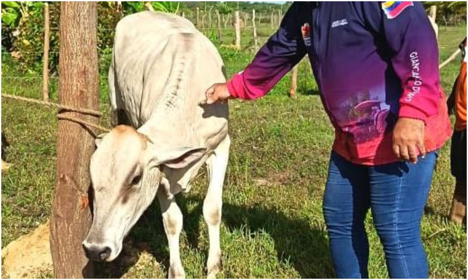 Ipaupma vacunó más de 4.300 animales contra la fiebre aftosa en Maracaibo