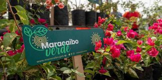 Maracaibo Verde