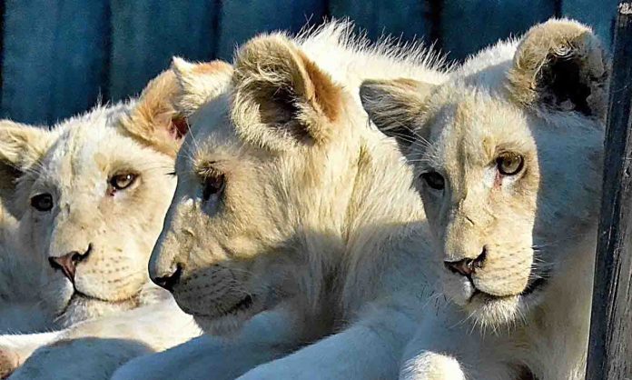 leones blancos maduro