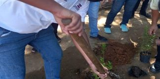 Gobernación Zulia promueve Plan Siembra Árbol Escuela