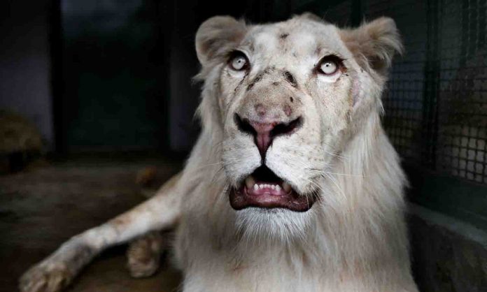 leones blancos zoológico caricuao