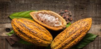 Propuesta desarrollo cacao Zulia