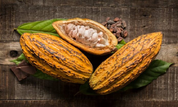 Propuesta desarrollo cacao Zulia