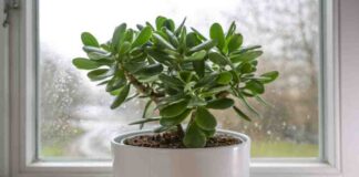 árbol de la abundancia