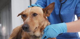 vacunación gratis mascota