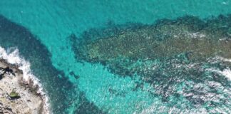 coral invasor choroní